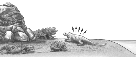 <strong>The iguana shown in the image below has just climbed out of the ocean and has a body temperature that is lower than the air temperature. What do the arrows illustrating heat transfer from the iguana indicate?</strong> A) The iguana is gaining heat as a result of evaporation of salt from its body. B) The iguana is gaining heat from conduction from the sun. C) The iguana is losing heat as a result of radiation of metabolic heat. D) The iguana is losing heat as a result of evaporation of water off its skin.