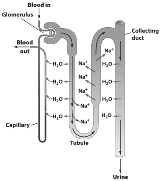 <strong>The figure below illustrates how the nephron in a human kidney aids in the removal of toxic by-products of protein metabolism and assists in the regulation of internal water and solute concentrations. In the region of the nephron labeled tubule, sodium is</strong> A) leaving the tubule by diffusion. B) being actively pumped out of the tubule. C) moving out of the tubule through osmosis. D) exiting the tubule via secretion.
