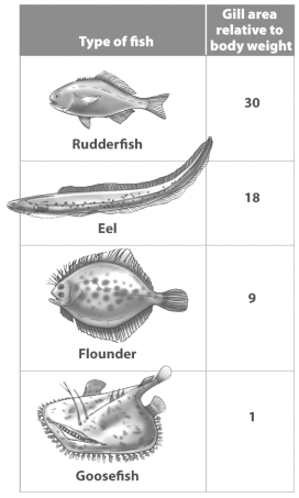 <strong>Examine the table below. Based on the data in this table, which of these fish is probably the fastest swimmer?</strong> A) rudderfish B) eel C) flounder D) goosefish