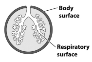 <strong>The figure below illustrates the respiratory surface of an animal relative to its body surface. Would you expect this respiratory surface to be found in an aquatic or terrestrial animal?</strong> A) Aquatic; having the respiratory surfaces inside the body saves energy since water is less dense than air and can therefore be more easily moved through an internal respiratory organ. B) Aquatic; having an external respiratory surface allows the animal to create a larger surface area for gas exchange. C) Terrestrial; by having the respiratory surface inside the body, terrestrial animals reduce water loss. D) Terrestrial; having the respiratory surfaces inside the body prevents gases other than oxygen from entering the body.