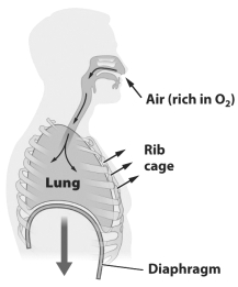 The figure below illustrates the inhalation step of gas exchange in humans.   In this figure, the diaphragm and the muscle of the ribcage are _________ [relaxed or contracted?].<div style=padding-top: 35px> 