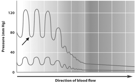 <strong>This figure depicts blood pressure in different regions of the body as a result of the contraction and relaxation of the left ventricle. The arrow indicates the amount of pressure in the ______________ of the left ventricle.</strong> A) lungs during systole B) systemic arteries near the heart during diastole C) lungs during diastole D) systemic arteries near the heart during systole