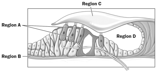 <strong>The figure below illustrates the organ of Corti, a part of the Cochlea in the human inner ear. What labeled region of this figure of the organ of Corti is directly stimulated to vibrate in response to the air movements causes by sound?</strong> A) Region A B) Region B C) Region C D) Region D