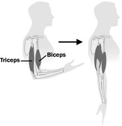 <strong>The figure below shows the change that occurs in two muscles when the arm goes from a bent to a straight position. For this to occur,</strong> A) the triceps contracts and the biceps relaxes. B) the biceps contracts and the triceps relaxes. C) both the biceps and the triceps contract. D) both the biceps and the triceps relax.