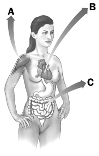 Examine the figure below.   Which letter indicates a region of a human where you would find muscle that lacks sarcomeres?