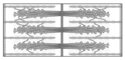 If the sarcomeres of a muscle are in the arrangement depicted by the figure below, the muscle must be in a relaxed state.