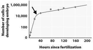 <strong>This graph shows the rate of cell division in a developing frog embryo. Why does the rate of growth decrease dramatically after the point indicated by the arrow?</strong> A) At this point, development switches from rapid cell growth to cell differentiation and migration. B) This arrow indicates when the embryo begins to run out of its internal food source and must find another source to continue developing. C) This is when fertilization occurs. Before this point, the single-celled egg was growing quickly as it stored food. After this point, growth slows for the more deliberate process of development. D) At the time indicated by the arrow, the trophoblast separates from the inner cell mass and the two tissues begin to divide at different and slower rates.