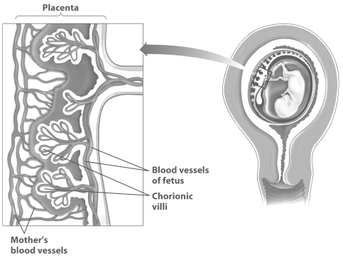<strong>Examine this close-up of the placenta (on the left of the figure). Why do the chorionic villi have the shape of a tree?</strong> A) The branches of the chorionic villi create a large amount of surface area for exchange of nutrients and gases between maternal and fetal blood. B) The branches of the chorionic villi allow blood to flow back and forth between the capillaries of the mother and her fetus more rapidly. C) The branches of the chorionic villi create more locations where fetal capillaries can fuse directly with maternal capillaries. D) The branches of the chorionic villi create more surface area for the production of the amniotic fluid.