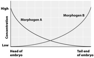 <strong>This graph shows the normal concentration of morphogens A and B throughout a Drosophila embryo. If morphogen B is injected into the head end of an embryo, the embryo is likely to develop</strong> A) normally. B) a second tail at the head end C) a second head at the tail end. D) two heads at the head end.