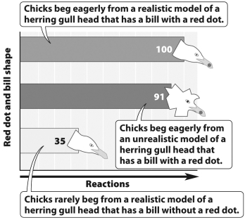 Based on the data presented in the graph below, begging in response to a red dot is a learned behavior.