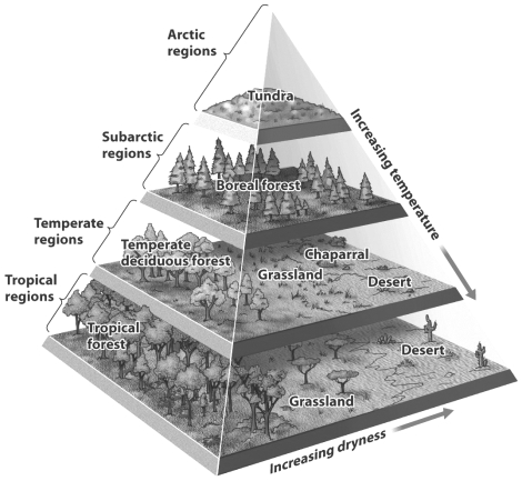 <strong>Understanding plate tectonics has helped ecologists make sense of ancient biomes; when land masses move in elevation or to different regions of the globe they experience climatic change. Use the figure above to predict the change for a temperate deciduous forest as it moves south and elevates by 5,000 feet.</strong> A) It becomes a tropical forest. B) It becomes a grassland. C) It becomes chaparral. D) It becomes a boreal forest.