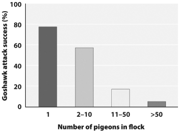 <strong>Examine the graph below. Research indicates that goshawk predation is much less effective when prey species, like wood pigeons, are in large flocks. If this is true why do any small flocks exist at all?</strong> A) They do not; small flocks are just birds transitioning from one large flock to another. B) In large flocks newly discovered food resources must be shared while in small flocks there is more food per individual bird. C) The natural genetic variability induces some birds to live alone. D) Single birds are simply lost and are attempting to relocate the flock.