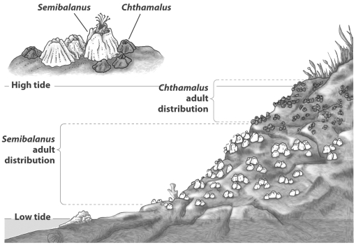 <strong>As the figure below illustrates, the distribution of numerous intertidal organisms is restricted to bands or zones. The upper limit to the zone is determined by tolerance to physical factors like desiccation while the lower boundary is determined by a biological interaction such as competition. What could account for the lower limit for Semibalanus?</strong> A) competition from adult Chthamalus living in deeper water B) the force of the waves on the lower portions of the rock C) predation from less tolerant predators like sea stars D) overheating during low tide exposure