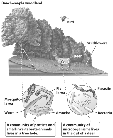 <strong>As the figure below illustrates, communities vary tremendously in size from as large as an entire forest to the digestive system of a single deer. How can biologists recognize where one community ends and a second begins?</strong> A) Communities have no fixed boundaries; their sizes are simply defined according to what is convenient at a given point in time. B) Each community is nested within a larger one, for example, the deer is part of the woodland, which is part of the forest. C) Each community can be defined by the movement of food; all the organisms that get their energy from the same group of producers form the community. D) Communities are human constructs rather than natural entities; as such their boundaries are arbitrarily established.
