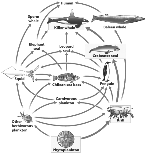 <strong>Food webs, like the one in the figure below, help biologists predict the impact to a community that changes in species abundance might produce. After studying the food web above, select a reasonable outcome following the complete disappearance of leopard seals.</strong> A) Killer whales may decline since they eat leopard seals B) Chilean seas bass may increase since one of their primary predators is gone. C) Baleen whales will increase as more krill becomes available D) Sperm whales may decline as squid become less abundant.