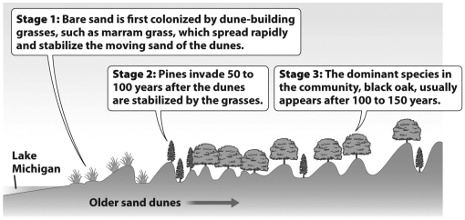 <strong>The figure below illustrates how, although pines first established themselves as the dominant tree in the Lake Michigan sand dune community, black oaks ultimately become the dominant species. What best explains the gradual reduction of the pine?</strong> A) Oaks trap sand, causing the dune to level out; pines can only survive in the low, protected areas between the dunes. B) Pine needles and the shade from existing pines improve the soil composition and moisture, allowing oaks to become established and preventing new pines from surviving. C) Pines replace the grasses but this destabilizes the dune and increases the amount of moving sand; the loss of pines is not related to the presence of the oaks. D) Actually oak seeds were always present in the sand; they simply require more time to germinate.