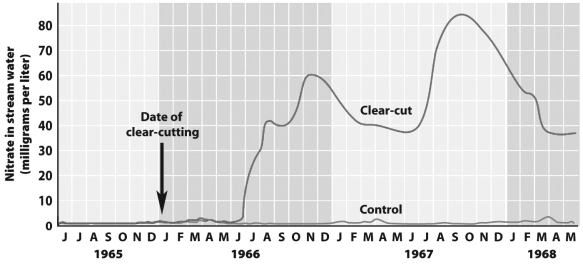 <strong>In the Hubbard Brook Experimental Forest in New Hampshire, a portion of the forest was first clear-cut, then sprayed with herbicides for 3 years to prevent growth. A second portion of the forest was not clear-cut or sprayed and served as a control plot. The graph below shows that nitrate, a form of nitrogen that is important to plants, was lost from the ecosystem in streams at a much higher rate in the clear-cut portion of the forest than in the control portion.   What best explains the small releases of nitrogen from the control portion of the forest at the Hubbarb Brook Experimental Forest?</strong> A) Its nitrogen was sequestered in the forest biomass and temporarily unavailable. B) With intact vegetation to intercept the acid rain that falls in the area it failed to reach the soil and chemically react to release the nitrogen. C) With intact vegetation, rainwater washed little soil and nitrogen from the forest floor. D) All of the above contributed to the small amount of nitrogen loss. <div style=padding-top: 35px> 