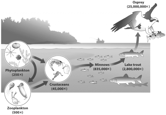<strong>The figure below shows the relative concentration of polychlorinated biphenyls (PCBs) in several members of a lake food web.   Although the lake trout and minnow are both fish, the lake trout is more contaminated. Why?</strong> A) Lake trout are bigger so their bodies can store a greater quantity of PCBs. B) PCBs dissolve poorly in water but readily in fat; lake trout have a higher percentage of body fat than minnows. C) Lake trout are large and long-lived; when they respire the pass water over their gills allowing the PCBs in the lake to accumulate it their bodies. D) Lake trout fed on minnows while minnows fed on crustaceans. <div style=padding-top: 35px> 