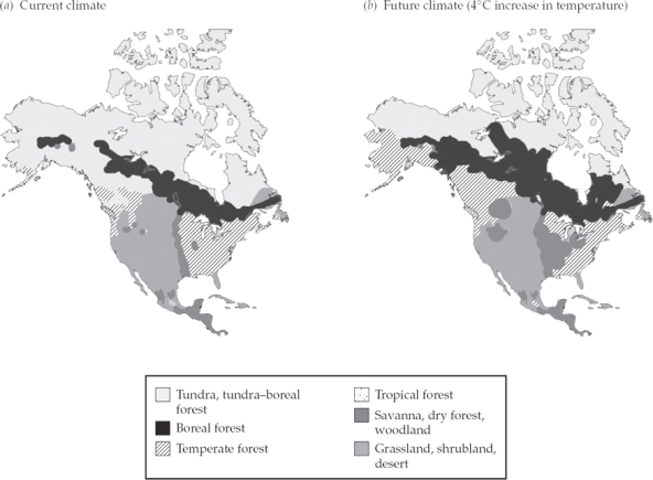 <strong>The figure below shows the predicted distribution of biomes following a 4ᵒ C increase in average global temperature.   What biome in North America, in addition to deserts, becomes more common and how can the change be explained?</strong> A) Boreal forests expand because warmer temperatures reduce the extent of snow coverage and allow conifers to begin spring growth earlier. B) Tundra expands because melted permafrost provides new habitat for cold-adapted grasses and herbs. C) Topical forests expand because warmer temperatures expand tropical habitats, increase evaporation from the ocean surface, and provide the necessary rainfall. D) Grasslands expand because warmer temperatures decrease average global rainfall, converting forest biomes to grasslands. <div style=padding-top: 35px> 