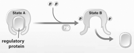 <strong>This diagram shows the two states in which the Rb protein is found in the cell. In which state would you find the Rb protein in a cell that needs to undergo rapid cell division?</strong> A) State A B) State B C) Neither, Rb is not involved in cell division. D) A portion of the Rb protein in the cell must be in each state.