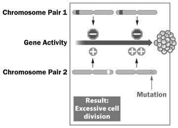<strong>Examine the figure below. In this example, excessive cell division is the result of a mutation that results in</strong> A) excessive activity of a proto-oncogene. B) excessive activity of a tumor suppressor protein. C) changes in a cell's cytoskeleton. D) inactivity of two tumor suppressor proteins.
