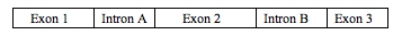 <strong>Examine the figure below. How many different proteins could be produced as a result of the selective removal of introns from this mRNA molecule?</strong> A) 1 B) 2 C) 3 D) 4