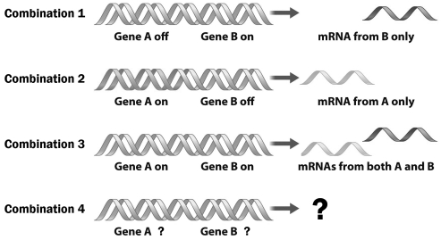 The figure below shows two genes that can produce four different combinations of RNA based on which genes are on or off. In the fourth possible combination, gene A must be _____ and gene B must be ______ .