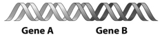 Examine the figure below. These two genes may have up to four different pattens of gene expression.
