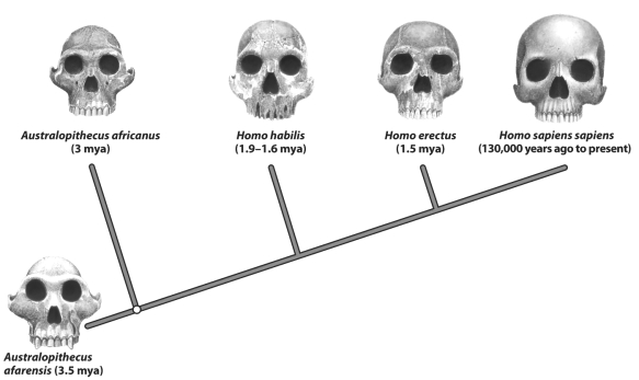 Based on the evolutionary tree in the figure below, Homo sapiens sapiens and Homo erectus both evolved from Homo habilis.