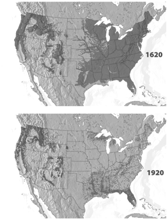 <strong>The figure below documents the loss of old-growth forests in the United States over a 300-year period. What best explains why the forests of the Pacific Northwest were relatively unaffected during that time period?</strong> A) Legislation to protect endangered species like the spotted owl limited timber harvesting in the region. B) The old-growth Douglass fir found in the region is unsuitable for most applications and the trees were simply ignored. C) The U.S. population had not expanded significantly before 1920 and the timber of the eastern United States easily meet the needs of a smaller population. D) Three hundred years is sufficient time to reestablish an old-growth forest, harvesting in the Pacific Northwest has simply been done sustainably.