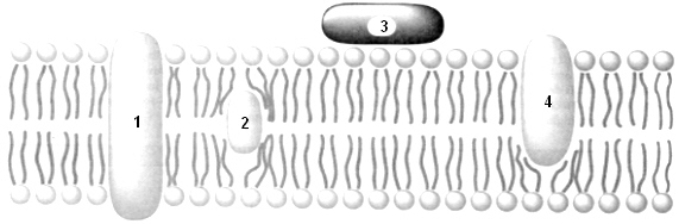 Exhibit 8A Refer to Exhibit 8A.Protein #2 would most likely function as a: