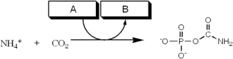 <strong>Which group of small molecules best fit the boxes associated with the reaction shown?    </strong> A) I B) II C) III D) IV <div style=padding-top: 35px> 