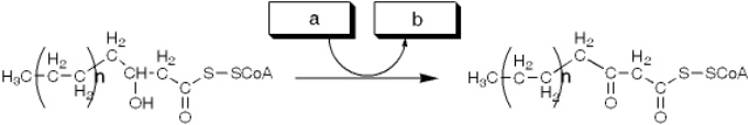 <strong>Which group of small molecules best fit the boxes associated with the reaction shown? </strong> A) I B) II C) III D) IV