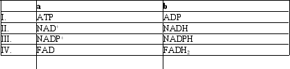 <strong>Which group of small molecules best fit the boxes associated with the reaction shown? </strong> A) I B) II C) III D) IV