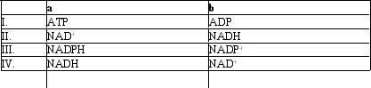 <strong>Which group of small molecules best fit the boxes associated with the reaction shown? </strong> A) I B) II C) III D) IV