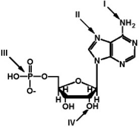 <strong>Exhibit 2A The structure of ATP with various groups labeled. Group III is the entire phosphate group. Refer to Exhibit 2A.Which of the functional groups is the most electrophilic?</strong> A) I B) II C) III D) IV E) The answer cannot be determined without further information.
