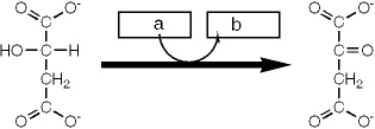 <strong>Which group of small molecules best fit the boxes associated with the reaction shown?    </strong> A) I B) II C) III D) IV <div style=padding-top: 35px> 
