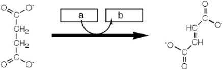 <strong>Which group of small molecules best fit the boxes associated with the reaction shown?    </strong> A) I B) II C) III D) IV <div style=padding-top: 35px> 