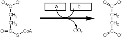 <strong>Which group of small molecules best fit the boxes associated with the reaction shown?    </strong> A) I B) II C) III D) IV <div style=padding-top: 35px> 