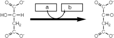 <strong>Which enzyme catalyzes the reaction shown?  </strong> A) isocitrate dehydrogenase B) malate dehydrogenase C) fumarase D) succinate dehydrogenase <div style=padding-top: 35px> 
