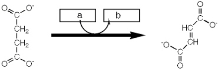 <strong>Which enzyme catalyzes the reaction shown?  </strong> A) isocitrate dehydrogenase B) malate dehydrogenase C) fumarase D) succinate dehydrogenase <div style=padding-top: 35px> 