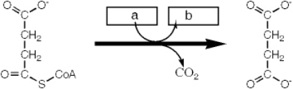 <strong>Which enzyme catalyzes the reaction shown?  </strong> A) succinyl-CoA synthetase B) succinate dehydrogenase C) pyruvate dehydrogenase D) a-ketoglutarate dehydrogenase <div style=padding-top: 35px> 