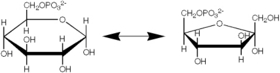 <strong>Which enzyme catalyzes the reaction shown? </strong> A) an epimerase B) an isomerase C) a mutase D) a dehydrogenase