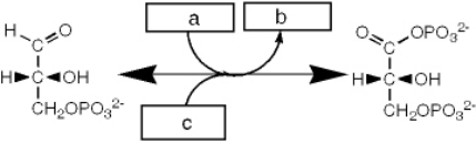 <strong>What kind of enzyme catalyzes the reaction shown? </strong> A) an epimerase B) an isomerase C) a mutase D) a dehydrogenase