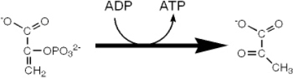 <strong>Which enzyme catalyzes reaction the reaction shown? </strong> A) enolase B) pyruvate dehydrogenase C) pyruvate kinase D) phosphoglycerate mutase