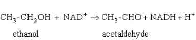 <strong>Exhibit 15A Consider the reaction of alcohol dehydrogenase. Refer to Exhibit 15A.Which molecule is reduced?</strong> A) Ethanol B) NAD<sup>+</sup> C) Acetaldehyde D) NADH E) H<sup>+</sup>