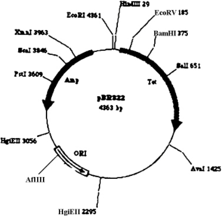 Exhibit 13A This is a map of the pBR322 plasmid,numbers on the map refer to the base where the site is located. Refer to Exhibit 13A.If a recombinant plasmid were obtained by inserting DNA into the EcoRV site,and the protein corresponding to the recombinant gene were expressed,which of the following statements would be false?