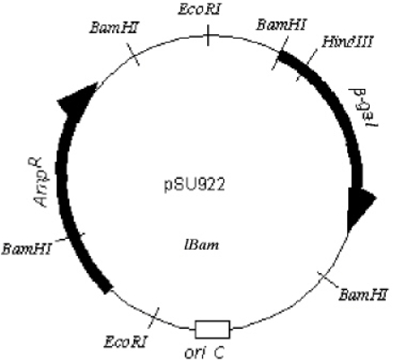 Exhibit 13D The plasmid pSU922 is a circular DNA containing 25000 base pairs.The b-gal gene codes for the enzyme b-galactosidase,the product of which will turn bacterial colonies blue when grown in the presence of X-gal; the Amp<sup>R</sup> gene confers ampicillin resistance. Refer to Exhibit 13D.In three separate vessels,the plasmid is treated with the restriction endonucleases EcoRI,BamHI,and HindIII.Which of the following best represents the electrophoretic gel one would see from these digests?