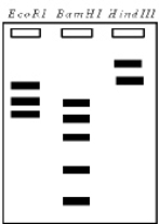<strong>Exhibit 13D The plasmid pSU922 is a circular DNA containing 25000 base pairs.The b-gal gene codes for the enzyme b-galactosidase,the product of which will turn bacterial colonies blue when grown in the presence of X-gal; the Amp<sup>R</sup> gene confers ampicillin resistance.   Refer to Exhibit 13D.In three separate vessels,the plasmid is treated with the restriction endonucleases EcoRI,BamHI,and HindIII.Which of the following best represents the electrophoretic gel one would see from these digests?</strong> A)   B)   C)   D)   <div style=padding-top: 35px> 