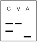 A chance to be a forensic scientist.RFLP analysis has been requested by the prosecuting attorney in a murder case.DNA samples have been isolated from a blood sample at the crime scene (C),a hair follicle from the victim's hairbrush (V),and a mouth swab of the accused (A).The results of the test are shown.What would you tell the attorney?